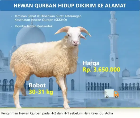 Kurban - Qurban Domba  gerogol