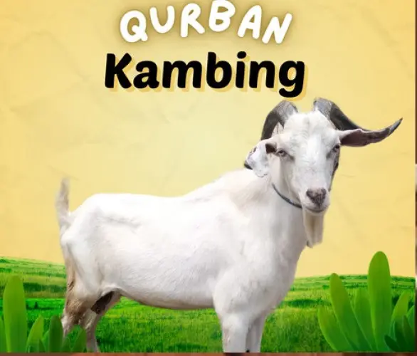 Kurban - Qurban Kambing  gerogol