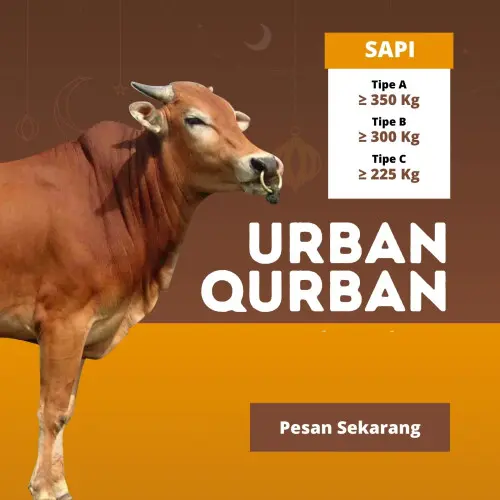 Kurban - Qurban Sapi  gerogol